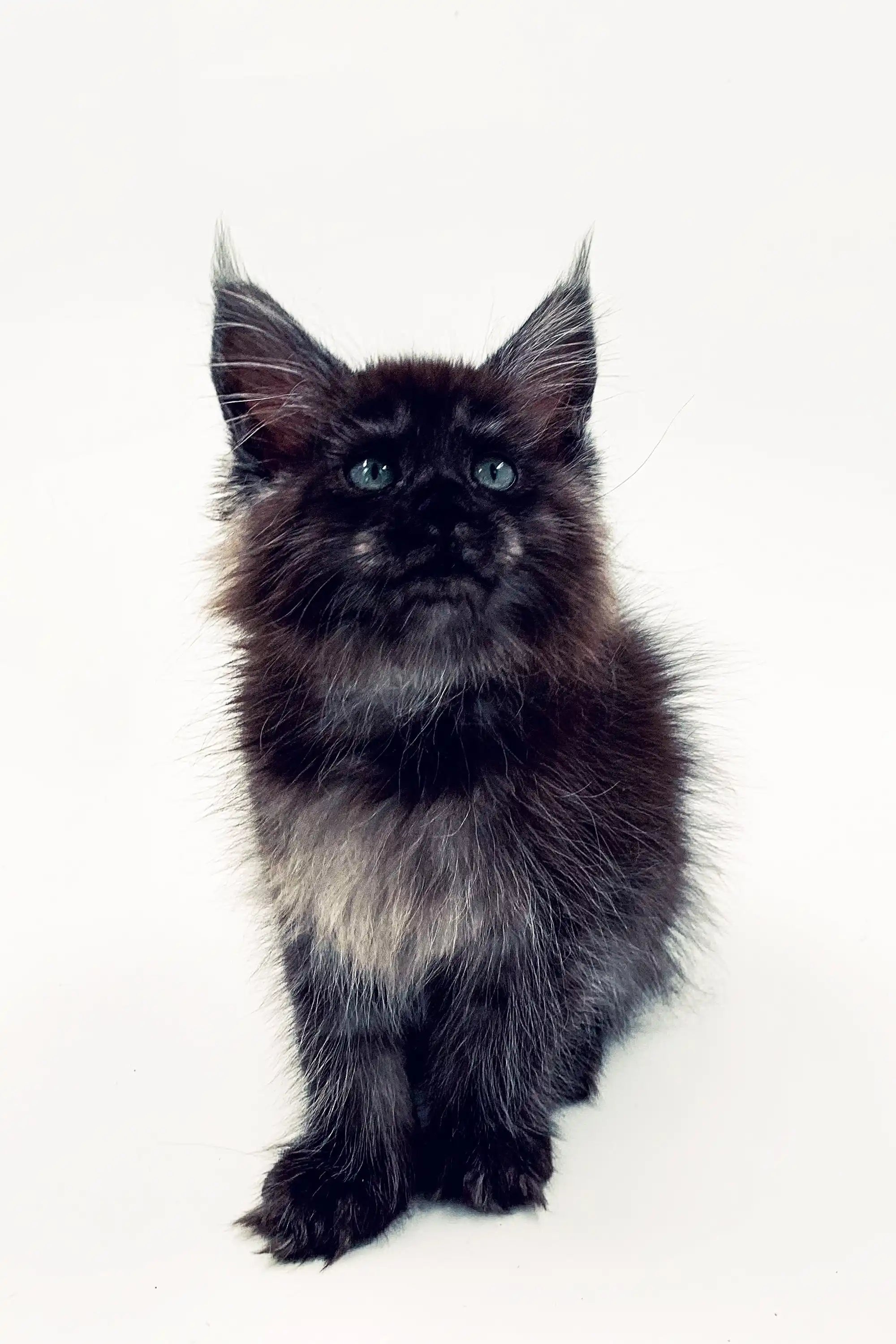 Maine Coon Kittens for Sale Lilia | Kitten
