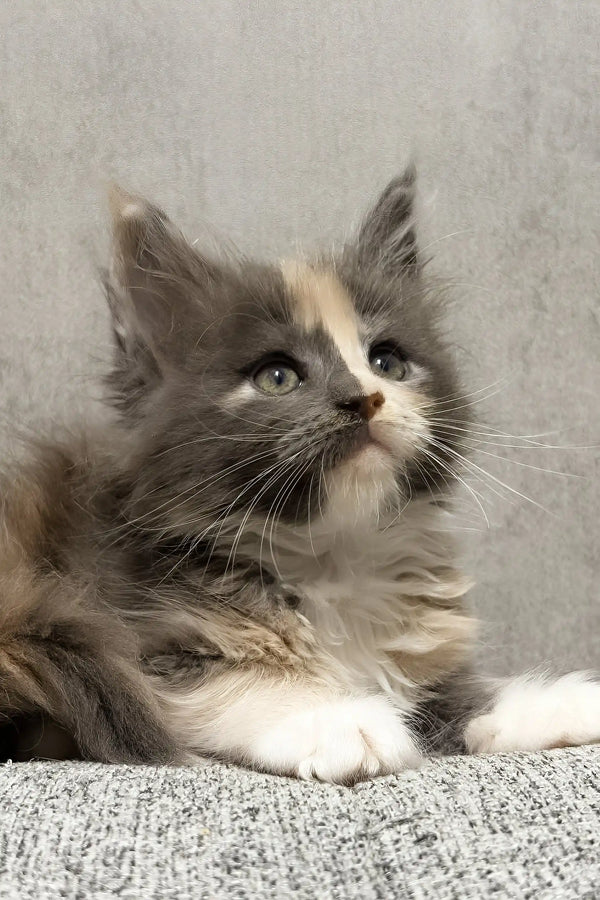 Lilith | maine coon kitten