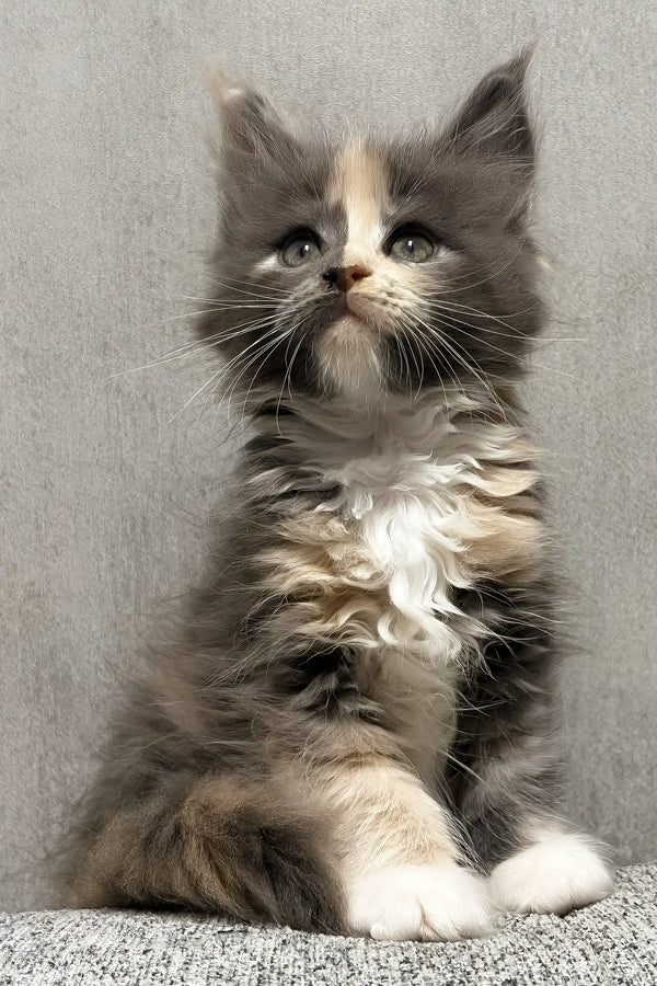 Lilith | maine coon kitten