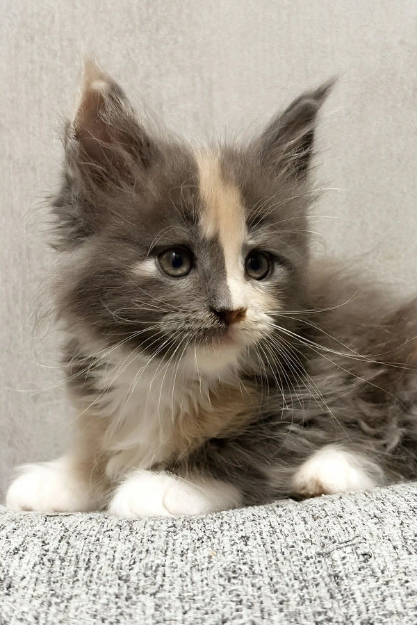 Lilith | maine coon kitten