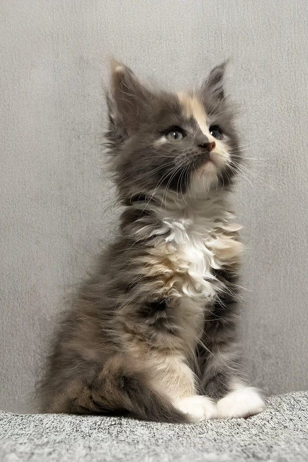 Lilith | maine coon kitten