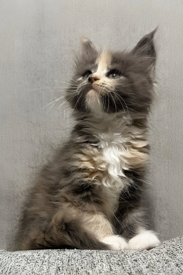 Lilith | maine coon kitten