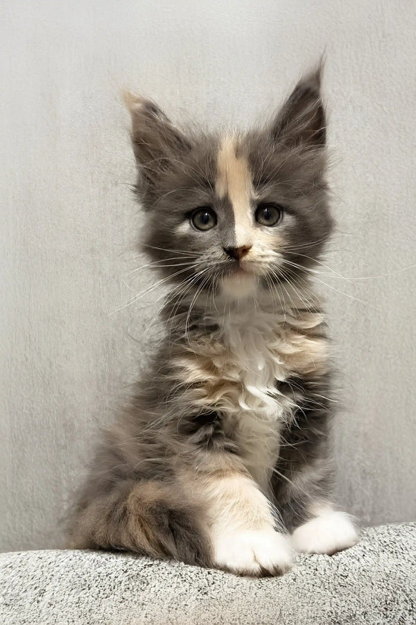 Lilith | maine coon kitten