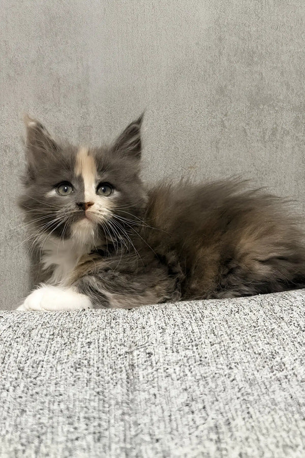 Lilith | maine coon kitten