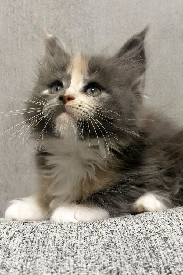 Lilith | maine coon kitten