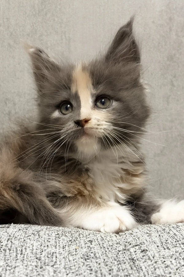 Lilith | maine coon kitten