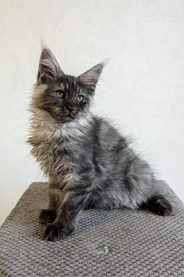 Adorable Gray Maine Coon Kitten in Lilles product line, perfect for cat lovers