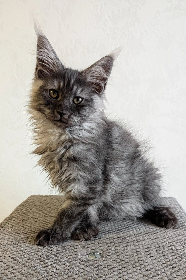 Cute Gray Maine Coon kitten from Lilles collection ready to bring joy to your home