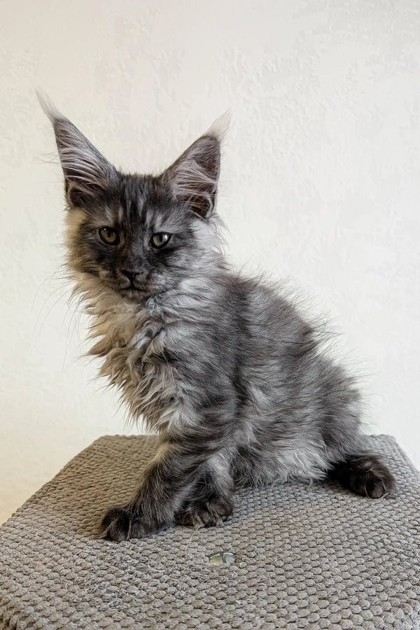 Gray Maine Coon kitten with playful expression in Lilles Maine Coon Kitten product