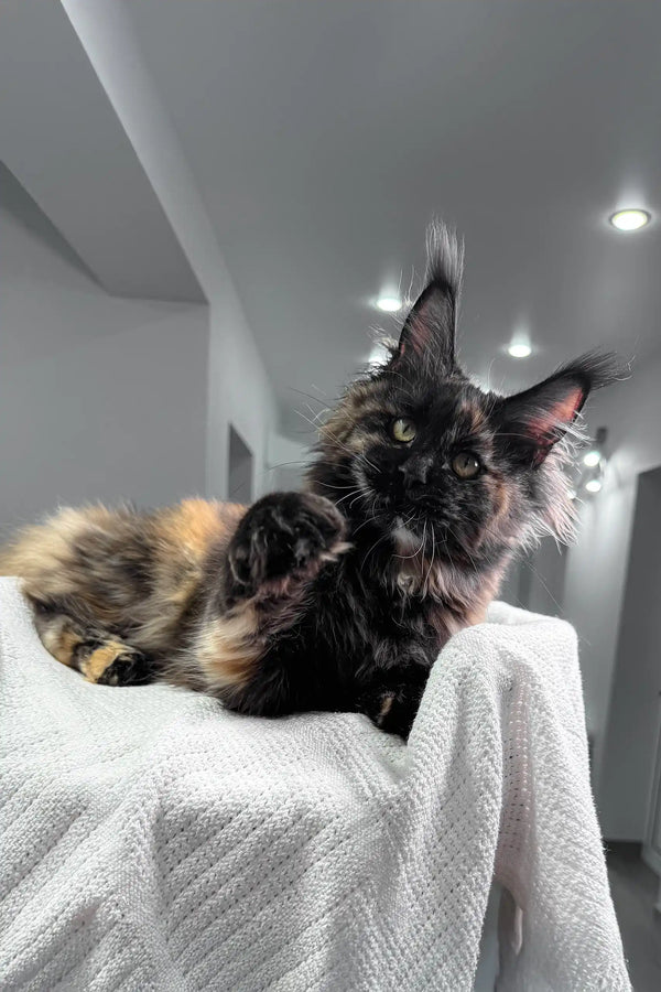 Adorable Maine Coon kitten Lillibelle with fluffy tufted ears and bright eyes