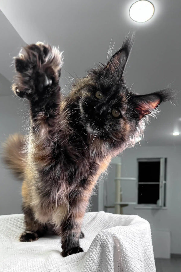 Maine Coon kitten Lillibelle playfully raises her paw in adorable pose