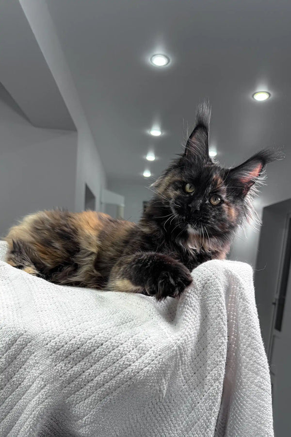 Adorable Tortoiseshell Maine Coon kitten named Lillibelle ready for a new home