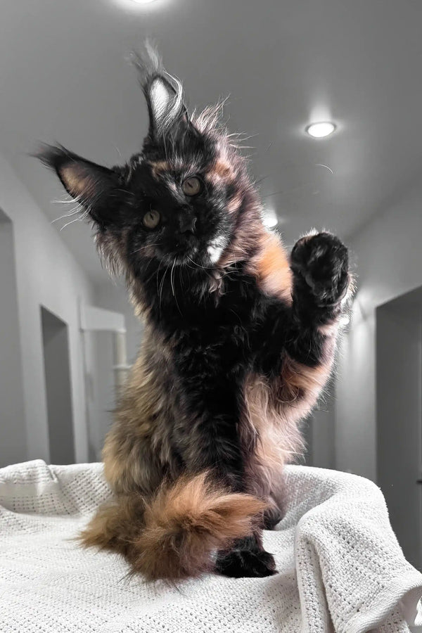 Tortoiseshell Maine Coon kitten named Lillibelle, cuddly and playful