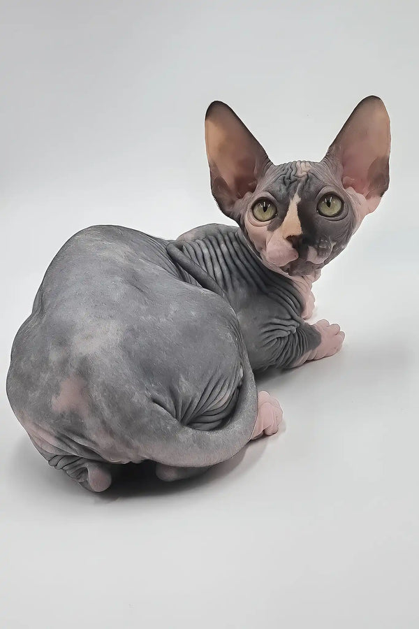 Lilly | sphynx kitten