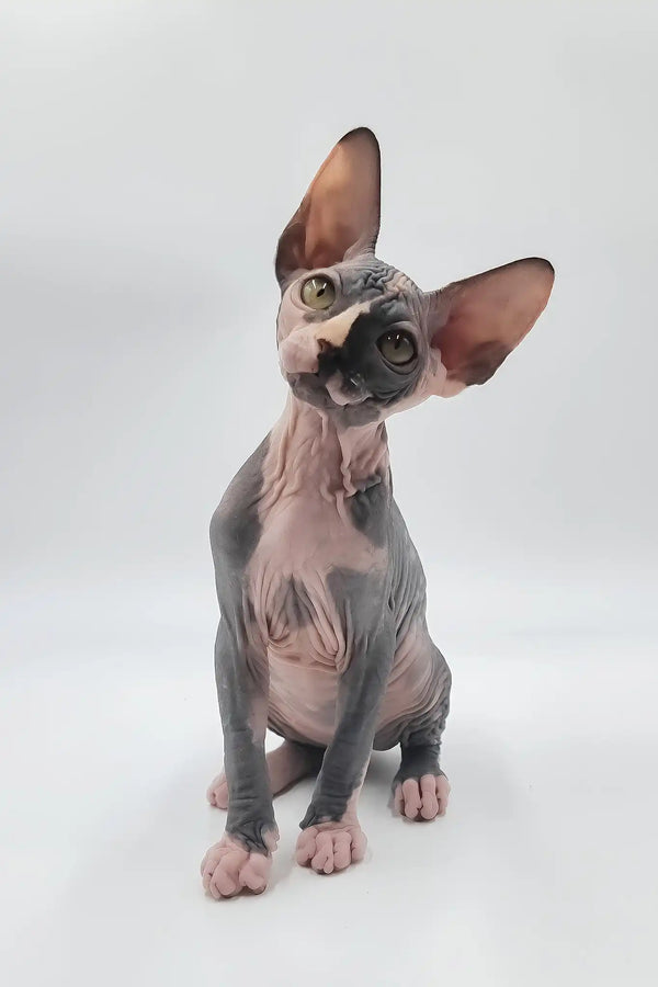 Lilly | sphynx kitten