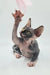Lilly | sphynx kitten