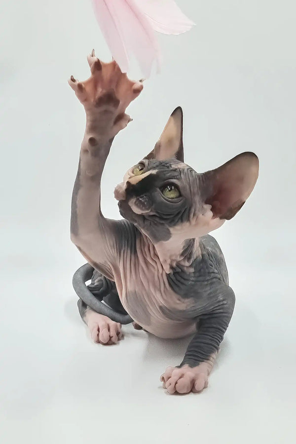 Lilly | sphynx kitten