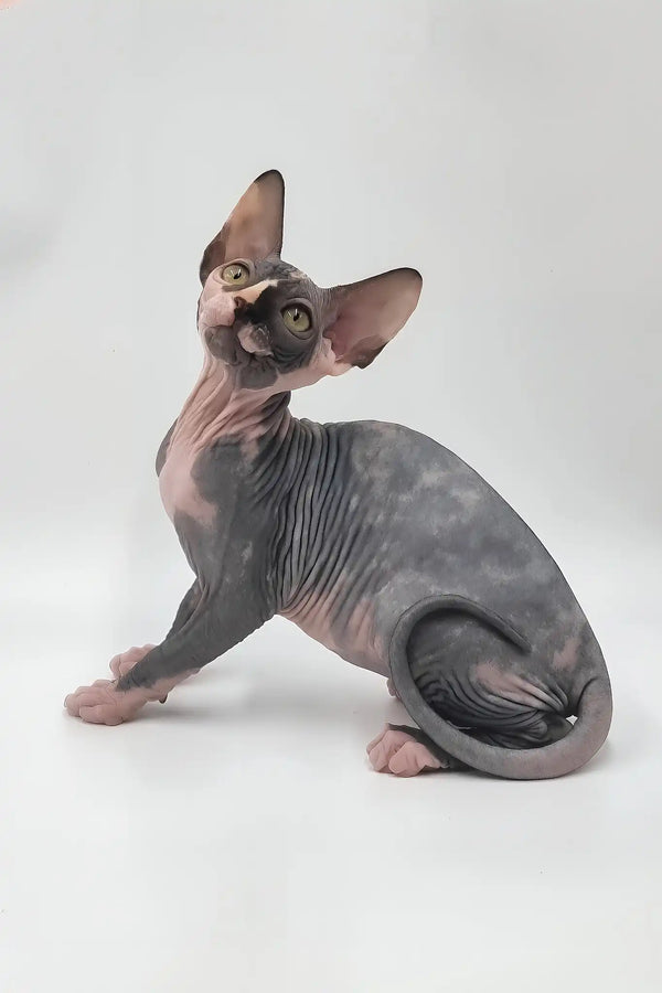 Lilly | sphynx kitten