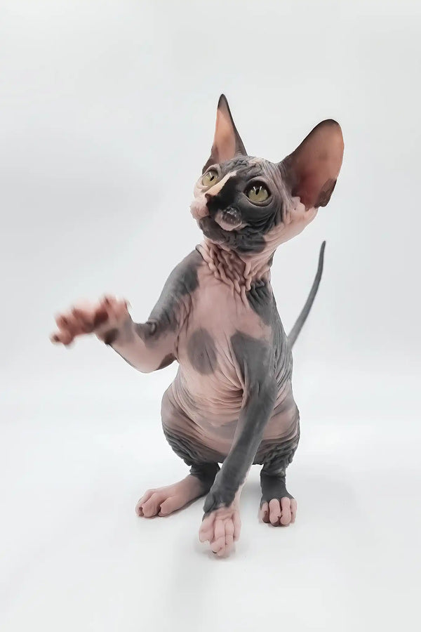 Lilly | sphynx kitten