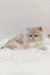 Cute light-furred kitten Lilu, a playful British Shorthair with adorable charm