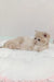 Light-furred British Shorthair kitten Lilu lounging cutely on a soft surface