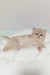 Tan kitten lounging cutely, showcasing Lilu the British Shorthair Kitten