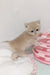 Tan British Shorthair kitten playing with a pink toy in Lilu product display