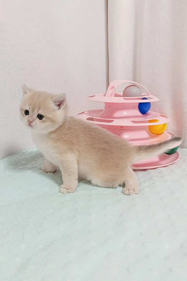Tan kitten playing with a toy from Lilu, the adorable British Shorthair Kitten