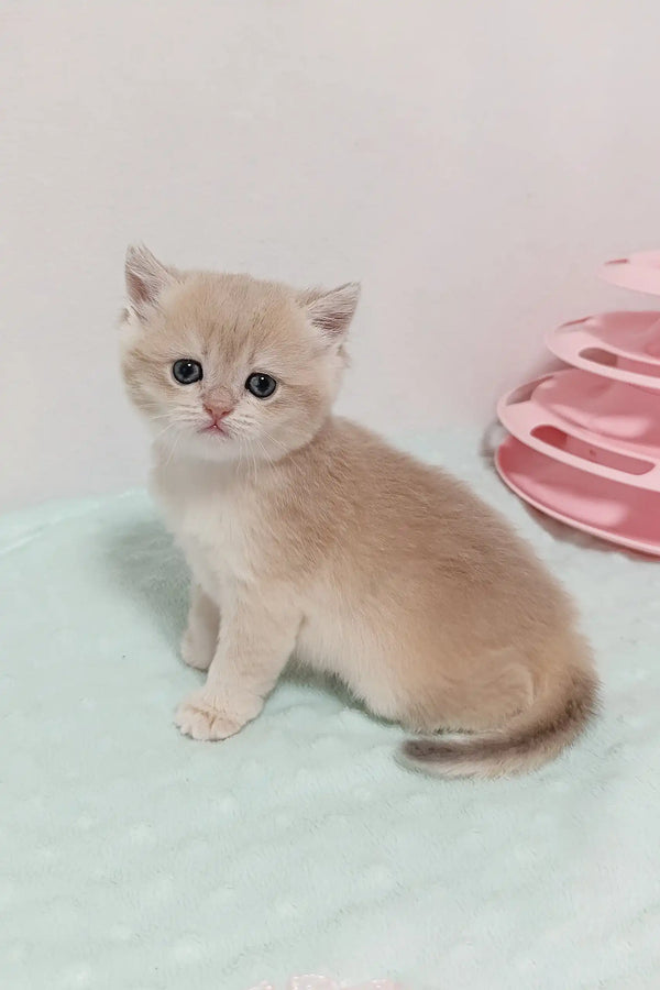 Tan and white British Shorthair kitten named Lilu looking adorable and playful