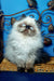 Fluffy Himalayan cat with blue eyes and dark points in Lilu Persian Kitten product