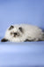 Fluffy white Himalayan cat with dark points and a grumpy look for Lilu Persian Kitten