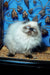 Fluffy white Himalayan cat named Lilu with blue eyes and a grumpy face