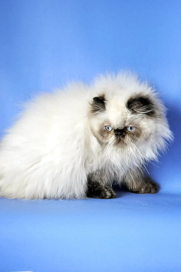 Fluffy white Himalayan cat with dark points and a flat face for Lilu Persian Kitten