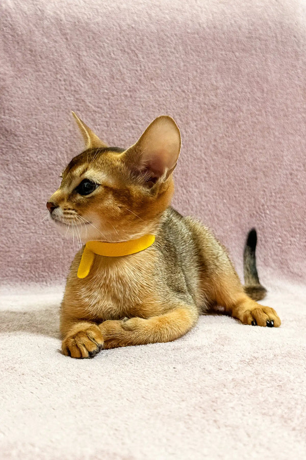 Abyssinian kitten named Lima wearing a cute yellow collar
