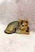 Cute Abyssinian kitten in a yellow collar from Lima collection