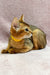 Abyssinian kitten wearing a cute yellow collar from the Lima collection