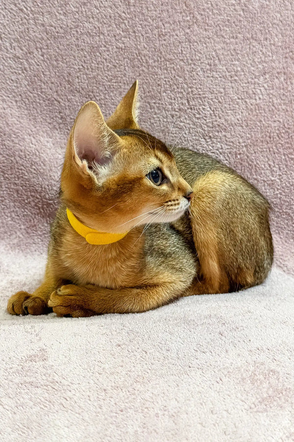 Abyssinian kitten wearing a cute yellow collar from the Lima collection