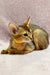 Abyssinian kitten named Lima sporting a cute yellow collar