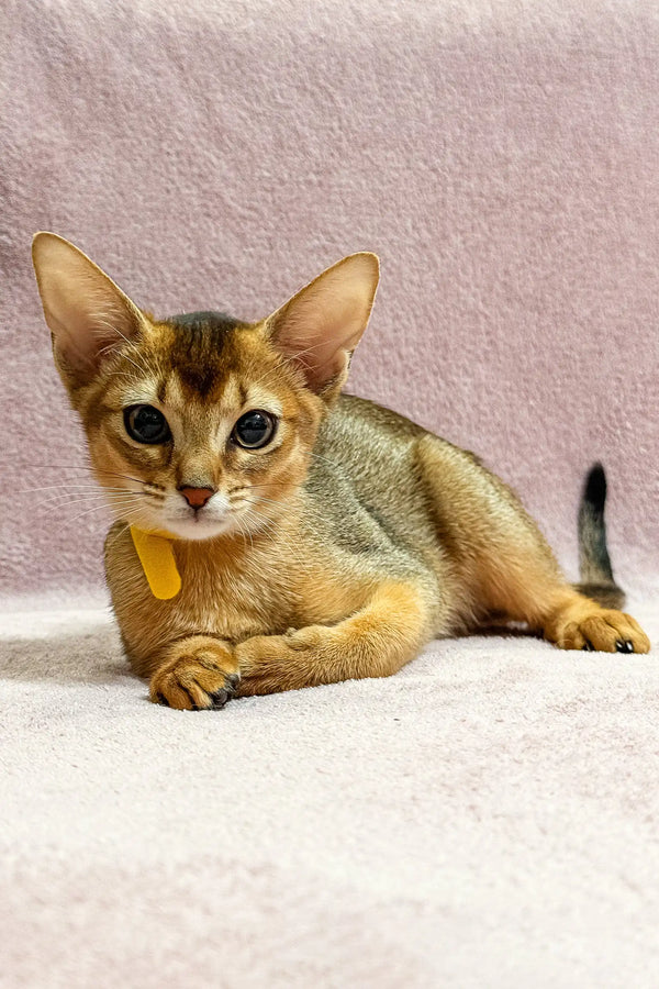 Abyssinian kitten wearing a cute yellow collar from Lima collection