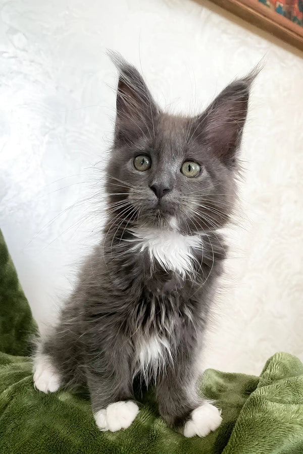 Lima | maine coon kitten