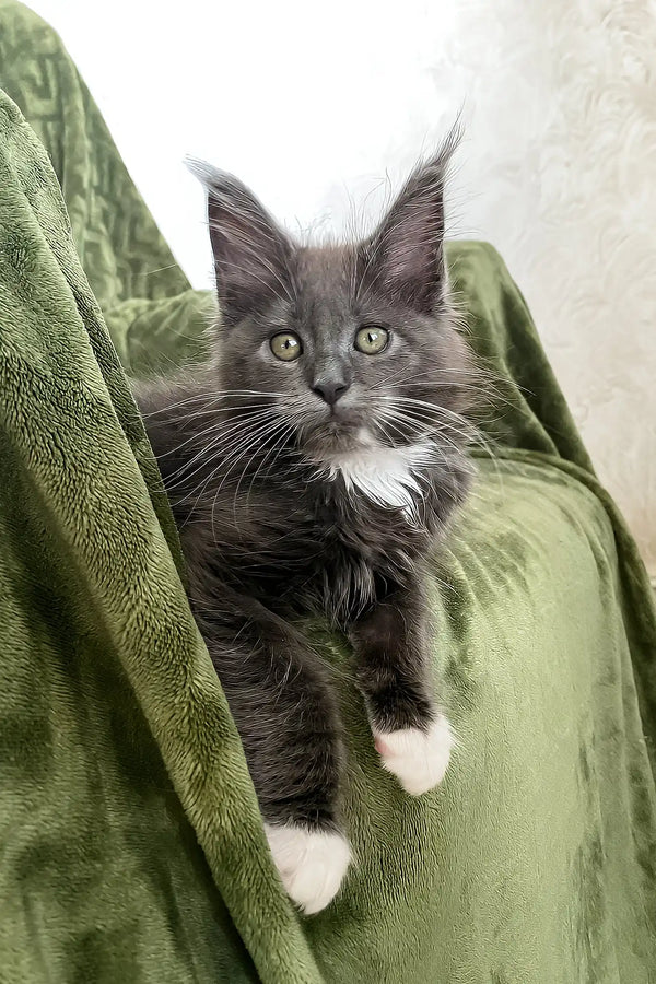 Lima | maine coon kitten