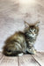 Fluffy gray tabby Maine Coon kitten sitting on a wooden surface, looking adorable