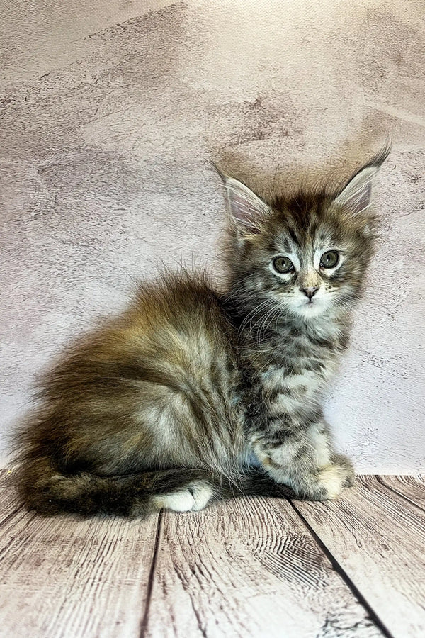 Fluffy gray tabby Maine Coon kitten sitting on warm wooden flooring