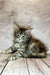 Fluffy gray tabby Maine Coon kitten lounging on a wooden surface