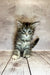 Fluffy gray and white Maine Coon kitten relaxing on wooden floorboards