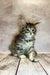 Fluffy gray tabby Maine Coon kitten relaxing on wooden floorboards