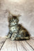 Fluffy gray and white Maine Coon kitten sitting on wooden planks looking adorable