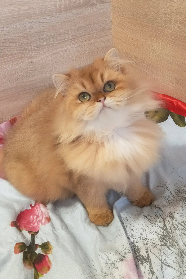 Lina | scottish straight kitten