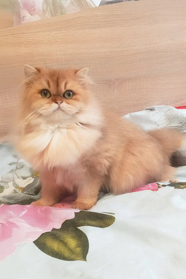 Lina | scottish straight kitten