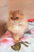 Lina | scottish straight kitten